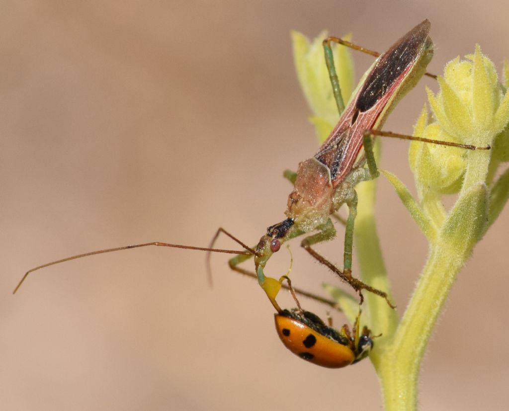 Reduviidae: Zelus renardii (Kolenati, 1857)